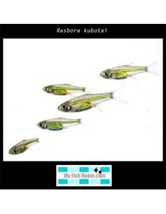Rasbora kubotai