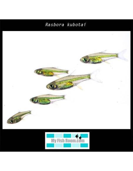 Rasbora kubotai