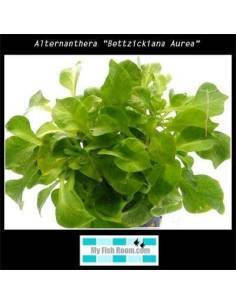 Alternanthera "Bettzickiana Aurea"