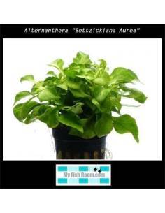 Alternanthera "Bettzickiana Aurea" 2