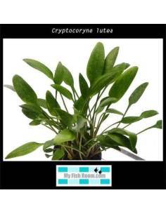 Cryptocoryne lutea