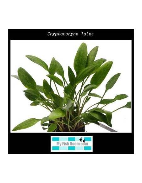 Cryptocoryne lutea