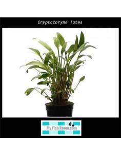Cryptocoryne lutea 2