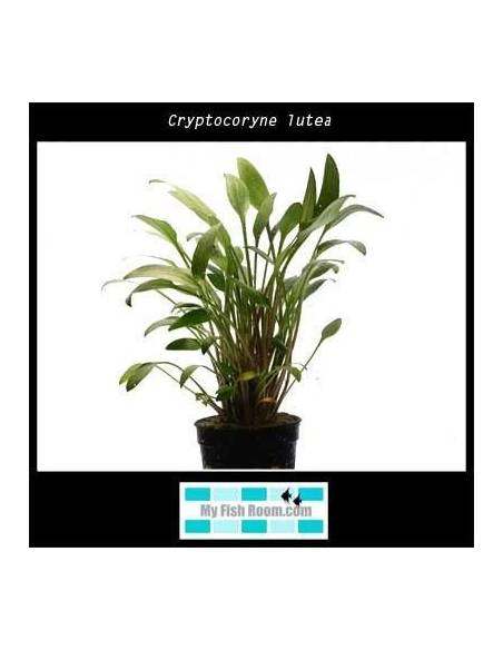Cryptocoryne lutea