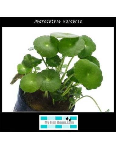 Hydrocotyle vulgaris