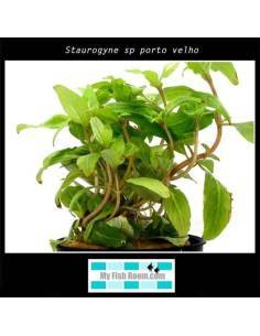 Staurogyne sp porto velho