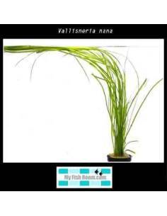 Vallisneria nana