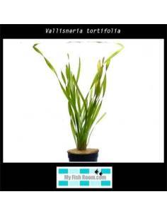 Vallisneria tortifolia
