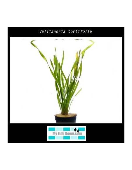 Vallisneria tortifolia