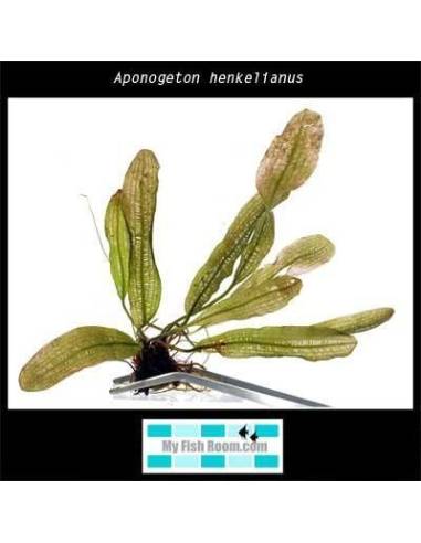Aponogeton henkelianus