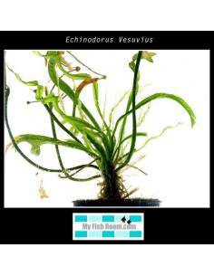 Echinodorus vesuvius