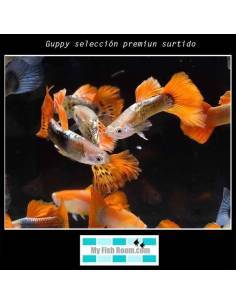 Guppy selección premiun surtido