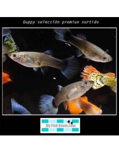 Guppy selección premiun surtido 2