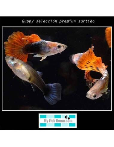 Guppy selección premiun surtido