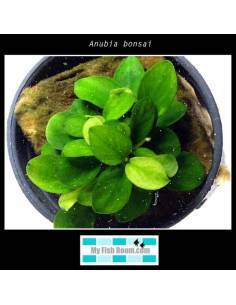 Anubias bonzai
