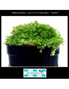 Hemianthus callitrichoides "Cuba"