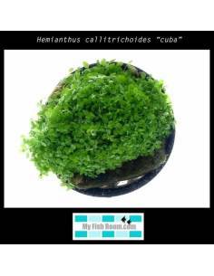 Hemianthus callitrichoides "Cuba" 2