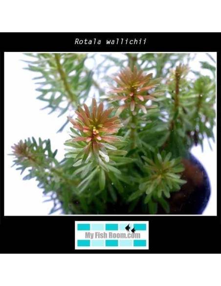 Rotala wallichii
