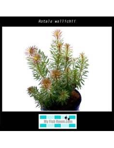 Rotala wallichii 2