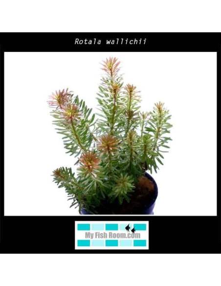 Rotala wallichii