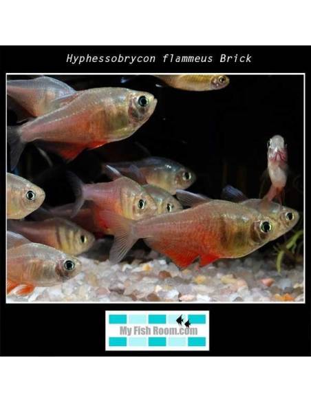 Hyphessobrycon flammeus Brick