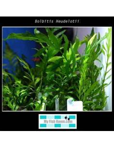 Bolbitis heudelotii