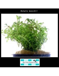 Rotala boschii