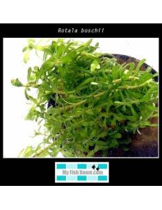 Rotala boschii 2