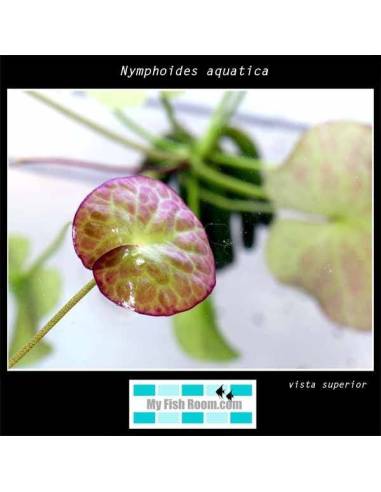 Nymphoides aquatica