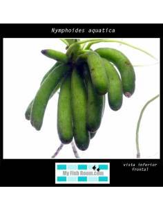 Nymphoides aquatica 2