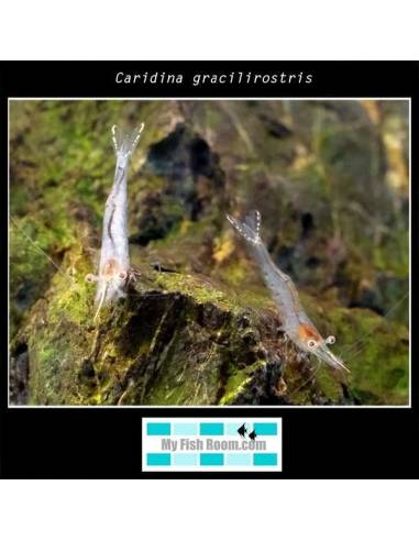 Caridina gracilirostris