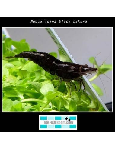 Neocaridina black sakura