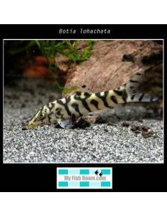 Botia lohachata