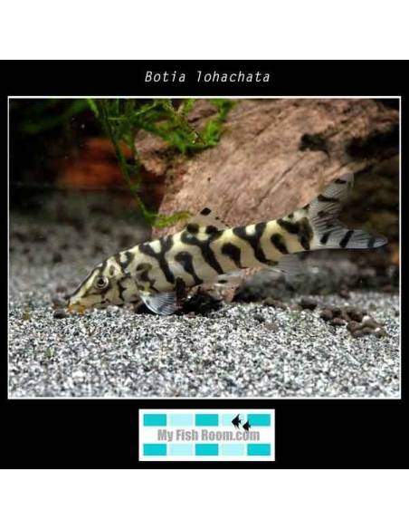 Botia lohachata