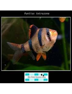 Puntius tetrazona