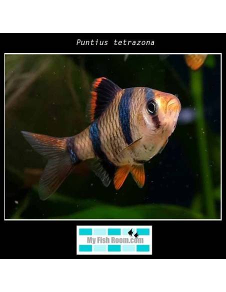 Puntius tetrazona