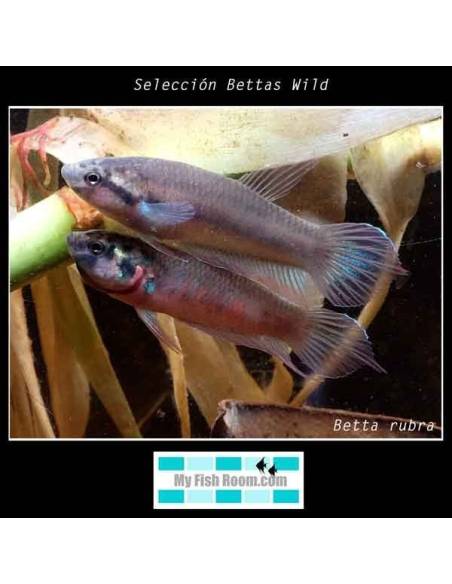 Betta rubra