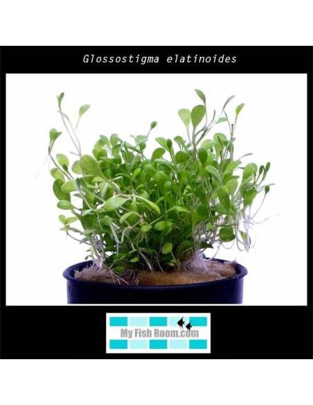 Glossostigma elatinoides