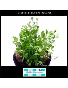 Glossostigma elatinoides 2