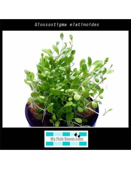 Glossostigma elatinoides