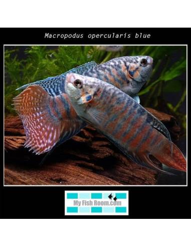Macropodus opercularis blue
