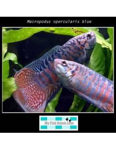 Macropodus opercularis blue 2