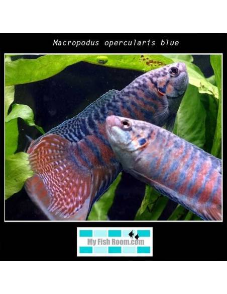 Macropodus opercularis blue