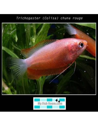 Trichogaster (Colisa) chuna rouge
