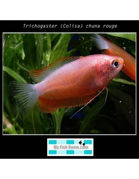 Trichogaster (Colisa) chuna rouge