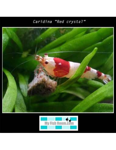 Caridina "Red crystal"