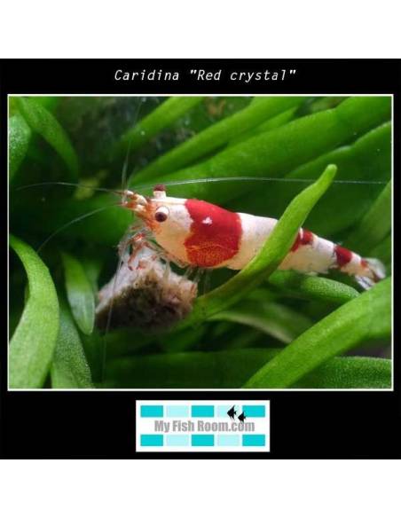 Caridina "Red crystal"