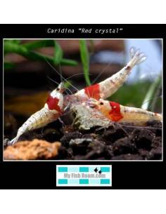 Caridina "Red crystal" 2