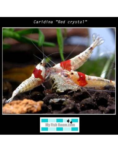 Caridina "Red crystal"
