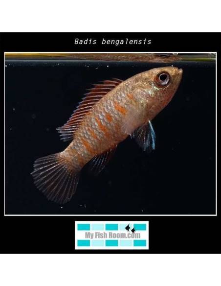 Badis bengalensis